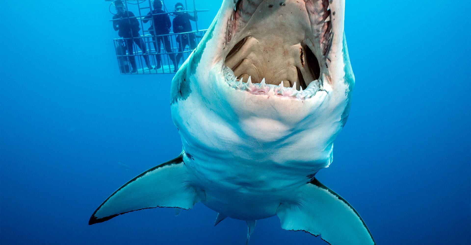 Great White