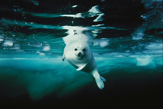 Photo by Brian Skerry for The Power of Photography exhibit