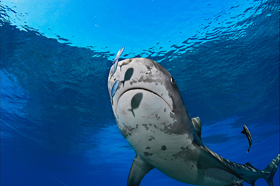 Photo by Brian Skerry for The Power of Photography exhibit