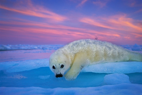 Brian Skerry