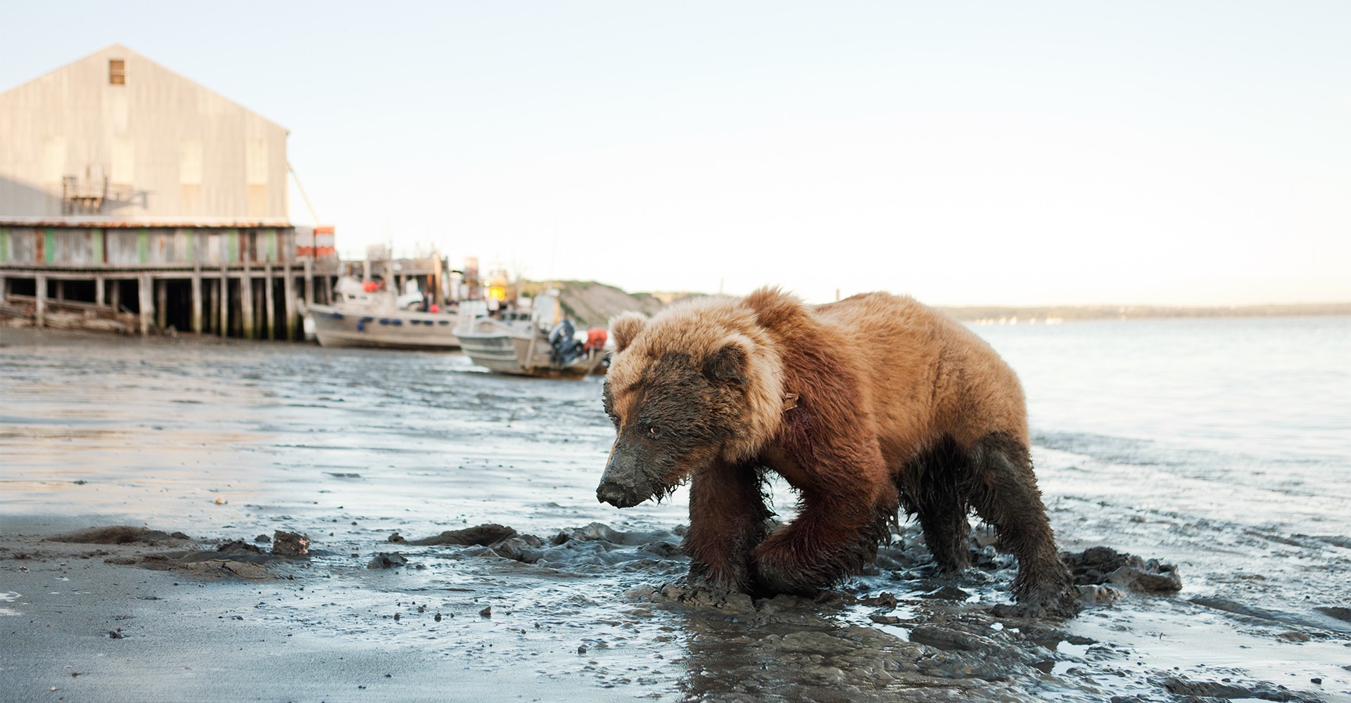 Wounded Bear at Red Salmon Cannery - Bristol Bay, Alaska