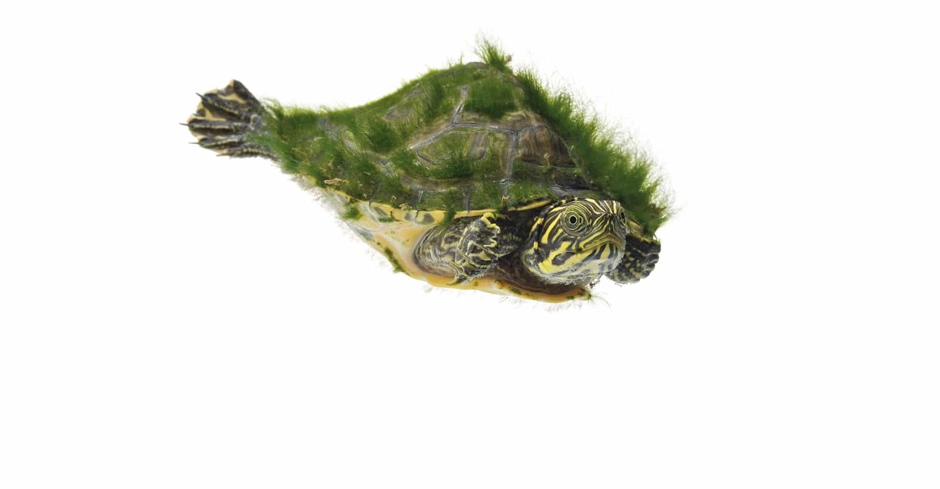River Cooter Turtle