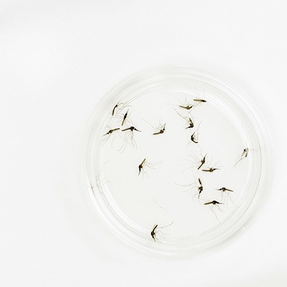 These mosquitoes are being used to create a malaria vaccine thought to be the Holy Grail of malaria control. Mosquitoes kill more people than any other insect or animal. By transmitting malaria from human to human, mosquitoes are responsible for as many as 2.5 million deaths a year. Nearly half the world’s population lives under the threat of contracting malaria. The parasite prays on the most vulnerable of society: at least 700,000 children under 5 years of age will die this year. The disease takes an economic toll, too. Malaria costs Africa an estimated 12 billion dollars annually in lost productivity.