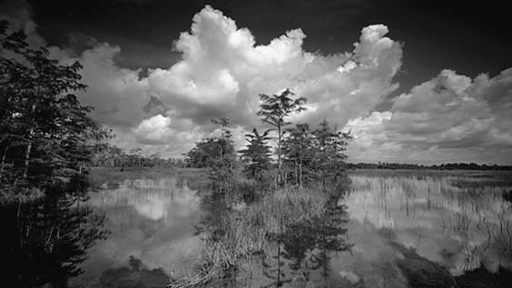 "Big Cypress National Preserve is my home, so I'm partial to its beauty. Wherever I go, photographic opportunities abound." ‐ Clyde Butcher