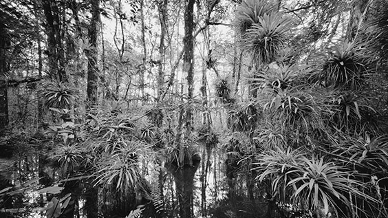 "Mysteriously named plants like Guzmania and Ghost Orchid enticed me to explore the Fakahatchee Strand. Studded with native Royal Palms and numerous tropical plants, which are found only in the Strand and Central America, the Fakahatchee is truly a remarkable place." ‐ Clyde Butcher