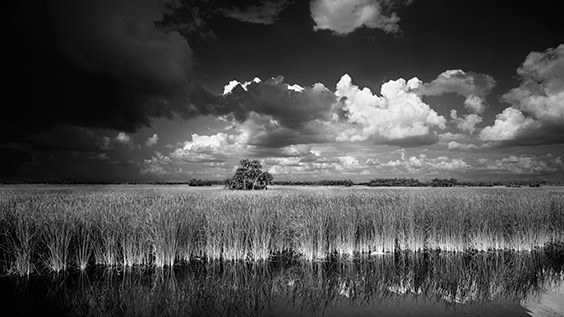"We were out hiking in the grassy plains on a summer day, and the beauty of the water, grass and cypress trees seemed to express the entire eco‐system of South Florida. I couldn't resist taking a photograph." ‐ Clyde Butcher