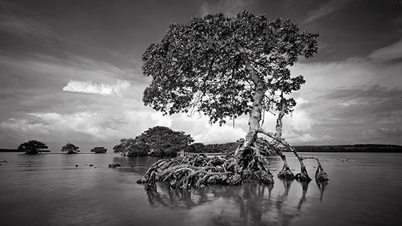 "I had been struck by this mangrove's sculptural beauty before, but the light hadn't been right to take a photograph. One summer morning everything came together. A survivor of Hurricane Donna in the 1960s, this mangrove was destroyed by Hurricane Andrew in 1992." ‐ Clyde Butcher
