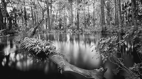 "I spent three years photographing the Loxahatchee River before capturing its essence. One day, I got out of my canoe and, rather than paddling, walked down the river. I became one with the Loxahatchee and found perfect subjects for photographs everywhere I looked." ‐ Clyde Butcher