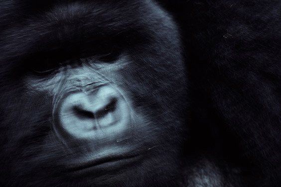 Nichols' introduction to wildlife and conservation photography came in 1980 with this image of a silverback mountain gorilla. The resulting photo‐essay told the story of The Mountain Gorilla Project, a group working to stop poaching, educate communities and familiarize gorillas to harmless observers, the beginnings of eco‐tourism.