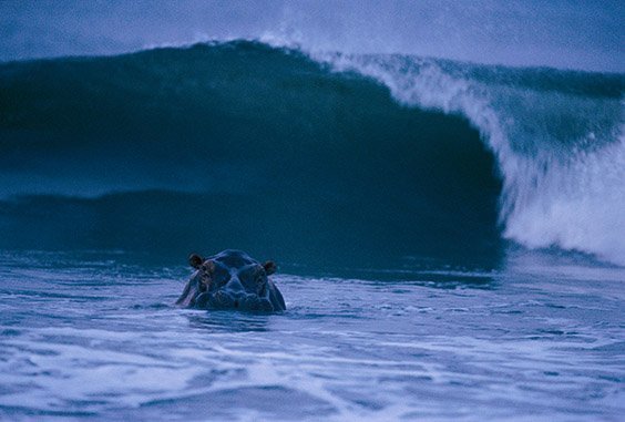 A hippo surfs off the coast of Gabon. "Surfing hippos" are extremely rare; most hippopotamuses wade in rivers and lakes. These animals became protected after 13 national parks were created as a result of conservationist J. Michael Fay's Megatransect.