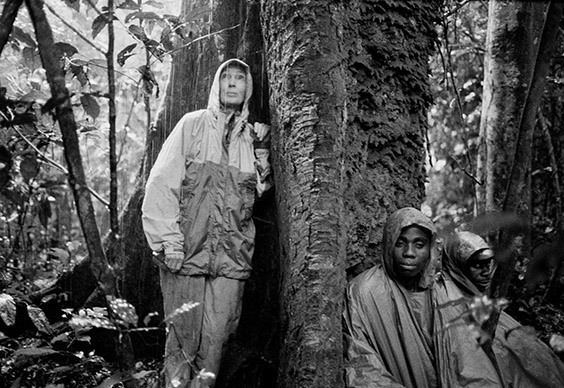 In 2002, Jane Goodall, then 68, hiked through three swamps to lend her celebrity to the effort to expand a national park that would protect the vulnerable naïve chimps of the Goualougo Triangle.