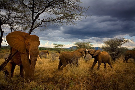 Surrounded and protected by adult females, young elephants play and mock fight. After witnessing the massacre in Chad, Nichols worked to establish elephants as sentient creatures with intricate family ties.
