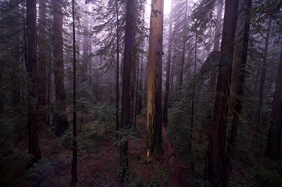 Cathedral silence fills the old‐growth sanctuary of Humboldt Redwoods State Park.