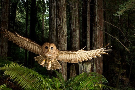 A tagged northern spoked owl swoops toward a researcher's lure in a young redwood forest.