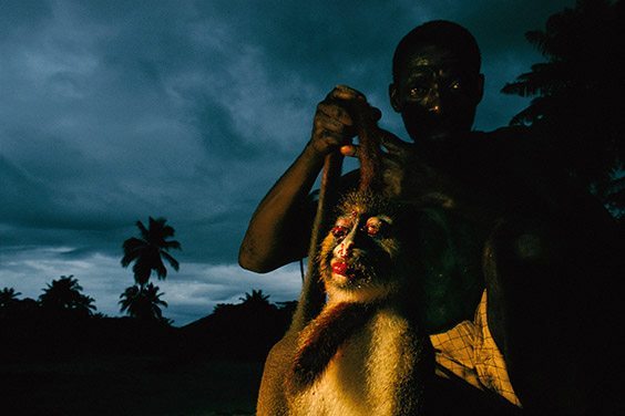 Darkness falls at a small village on the Motaba River as a Bantu hunter
appears with his shotgun and food for his family: a spot‐nosed guenon.