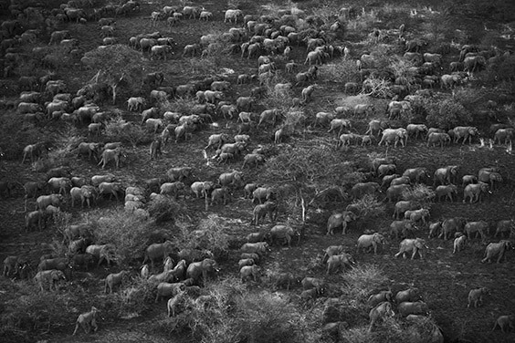 Eight hundred elephants, led by a single matriarchal female who knows the safest route to fresh forage, head out of the Zakouma National Park. That evening, poachers ambushed the group. Twenty animals were massacred.