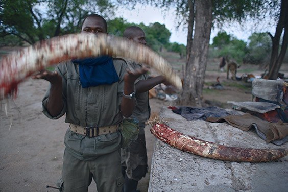In Chad, elephants live in complete danger. This male elephant was killed within earshot of an anti‐poaching team, who collected the ivory to ensure it didn't end up in China. They did not catch the killers.