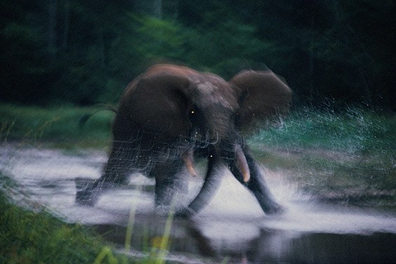 All forest elephants fear humans; this elephant charges in response to the photographer's scent.