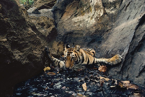 A young tigress, recently pushed out of the pride by her mother, seeks relief from sweltering 120‐degree heat in a pool, despite its fetid brew of rolling leaves and monkey urine. She takes her own picture by breaking an infared beam.