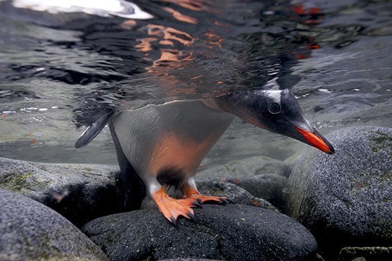 A gentoo penguin chick peeks under the ice to check for patrolling leopard seals before tempting fate.