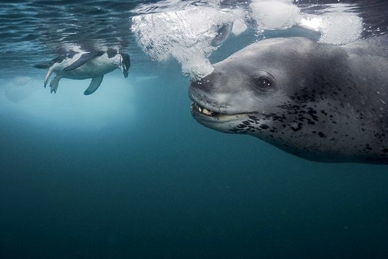 Frustrated that the photographer has refused her offering, the leopard seal blows streams of bubbles.