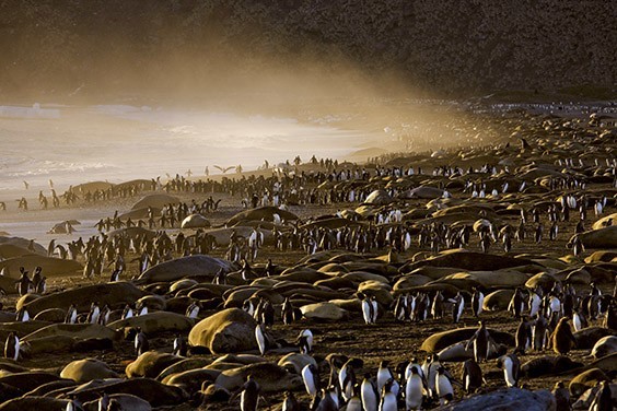King penguins and elephant seals gather on the beach during breeding season. The ultimate beach party, this profusion of wildlife is fueled by a krill‐rich current from Antarctica.