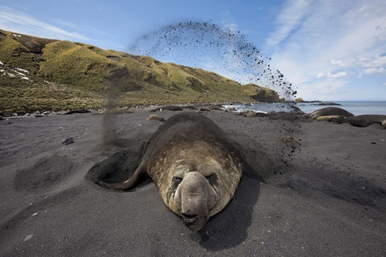In a rare quiet moment during breeding season, a bull elephant seal throws sand on its back to keep cool. Getting close to the massive, mercurial creatures is a dangerous dance.