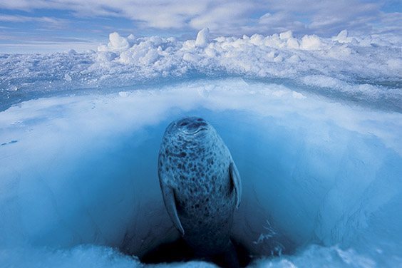 A ringed seal scans for polar bears before taking a breath.