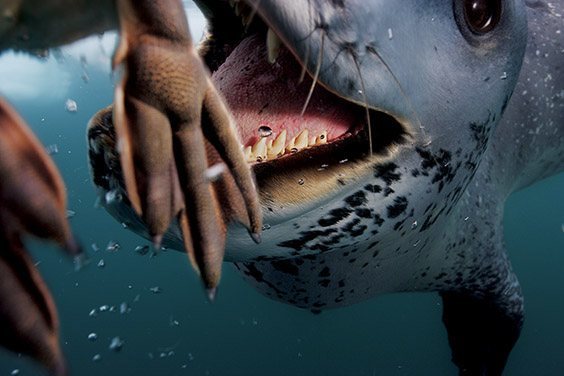 A female leopard seal delivers her catch, a live penguin chick, dropping it on the photographer's camera.
