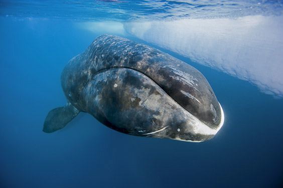 A bowhead whale surfaces from a long dive at the floe edge.