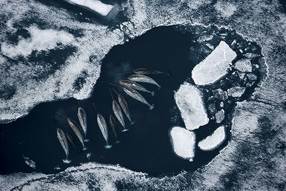 In spring, narwhals push into cracks and holes created by the receding ice pack as they migrate toward summer grounds.

Narwhal tusks, once thought to be unicorn horns and prized by medieval royalty, have been valued for centuries. Today, the quest for their tusks threatens narwhal populations near Baffin Island, where photographer Paul Nicklen spent 12 years photographing the whales, hoping to give a voice to these gentle giants.

Raised in the traditional Inuit village of Nunavut, Paul was deeply conflicted about covering the killing of narwhals. By drawing attention to overhunting and reckless methods, his pursuit of the issue could impact the livelihood of the local Inuit and would inevitably involve severing ties with old friends. In the end, Paul was moved to do the story in hopes of encouraging a dialogue about the way these animals are hunted.