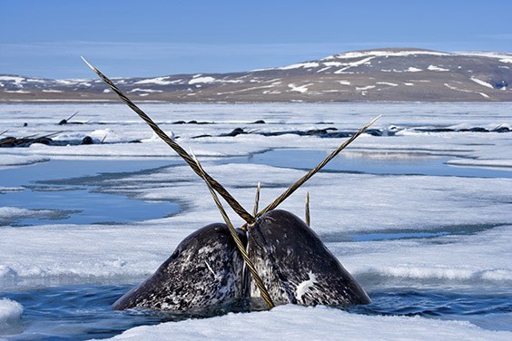 Narwhals cross tusks as they jockey for air.