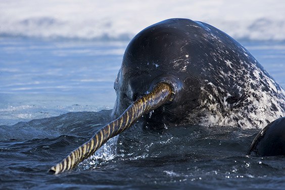 A narwhal wields a broken tusk as it catches a breath. The tusk will likely grow back.