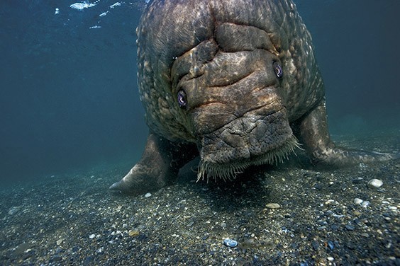 A walrus returns to shore after diving and feeding on clams. The walrus population has slowly increased since Norway banned hunting in 1952. But as oceans warm, sea ice melts and glaciers recede, all wildlife living in the Svalbard Archipelago face an uncertain future.
