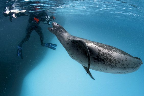 A leopard seal greets underwater cameraman Göran Ehlmé at Antarctica's Anvers Island.