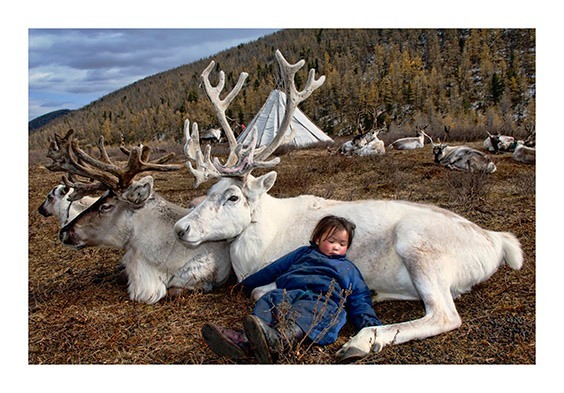 Sornuk Valley, Hovsgol Province, Outer Mongolia
A Duhalar child falls asleep on a white reindeer as her mother milks the herd nearby.