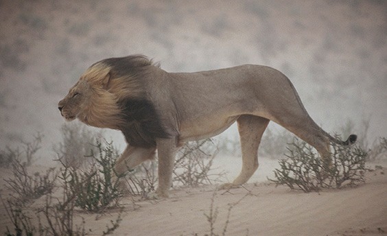 South Africa, 1996
A lion pushes through a dust storm in Kalahari Gemsbok National Park, South Africa. The weather had worsened to the point that it didn’t notice the photographer’s approach. “I shot three rolls of him and just one picture turned out — serendipity,” says Johns.