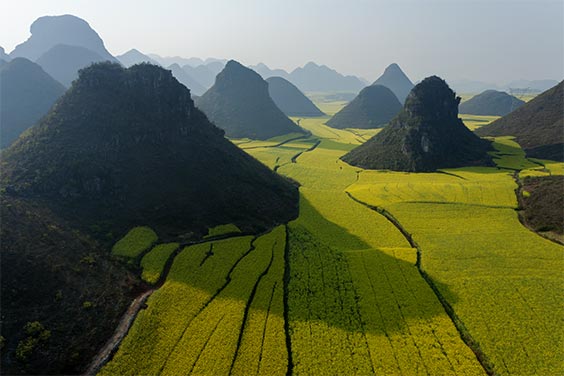 Luoping, China │ 2007
Views of small limestone hills punctuating privately owned fields of rape plants in flower. The rape seed is harvested for cooking oil, the rape stalks are turned into housing insulation, and honey is produced from the flowers by hives of bees brought in by migratory beekeepers.