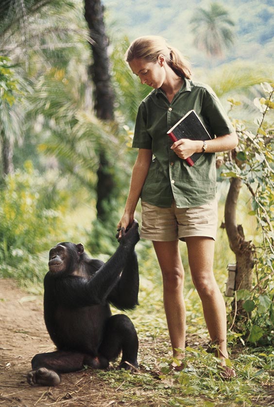 1965
A chimp clasps hands with zoologist Jane Goodall.
Dr. Goodall and the Jane Goodall Institute do not endorse handling or interfering with wild chimpanzees.