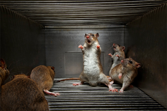 Novosibirsk, Russia, 2009
Studying rats bred to be hostile may help scientists decode the relationship between DNA and behavior, by comparing the aggressive rats’ genome with that of rats bred for friendliness.