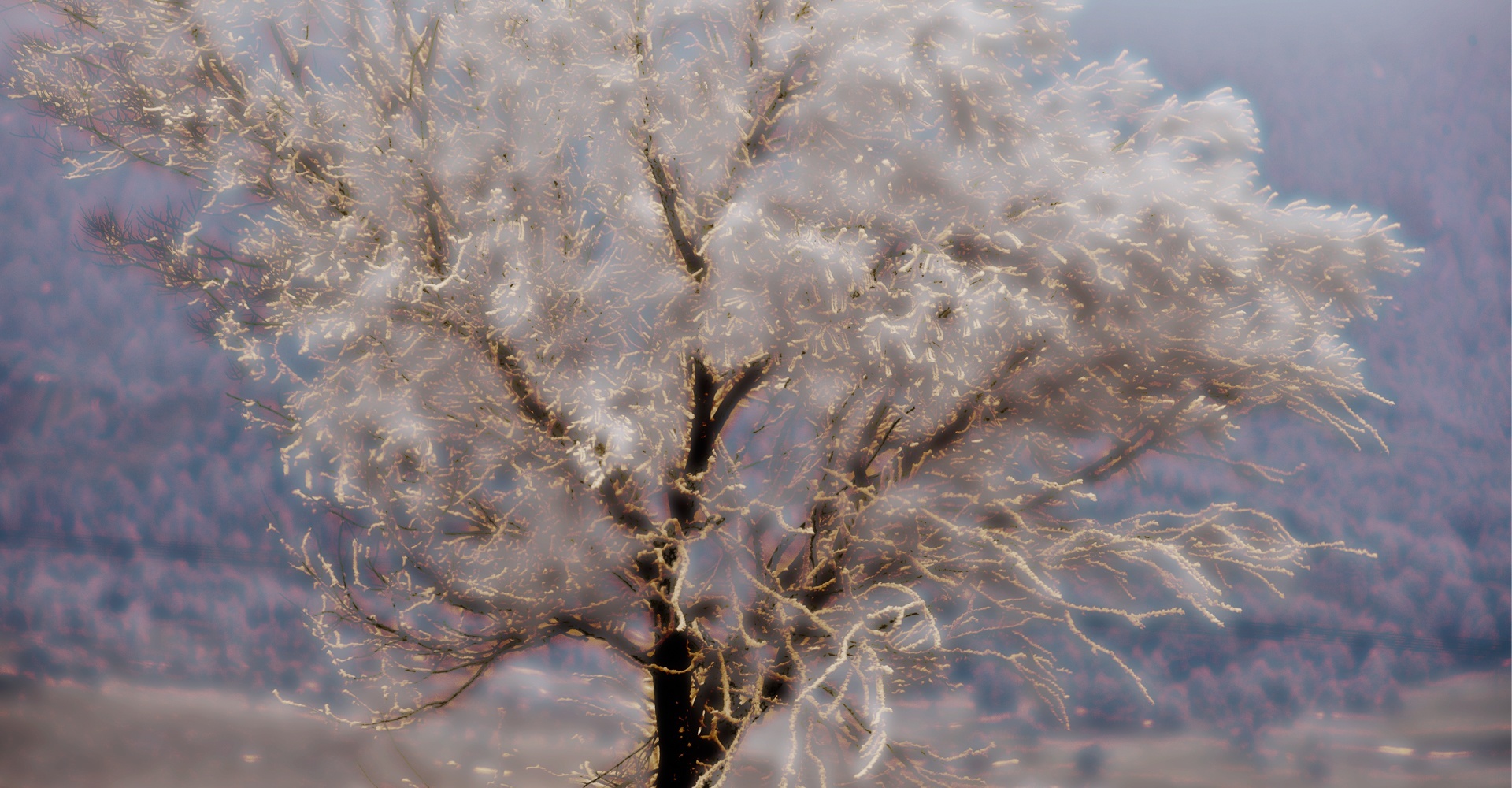 Foothills Frost