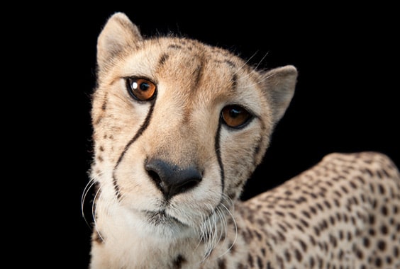 Joel Sartore