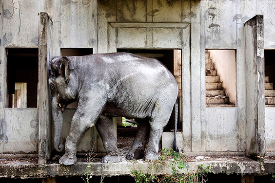 An elephant covered with concrete dust scratches its head on a wall in an abandoned housing development in Bang Bua Thong, Thailand. Part of Lewin’s ongoing project, begun in 2007, documenting the plight of the Asian elephant in modern Thailand.