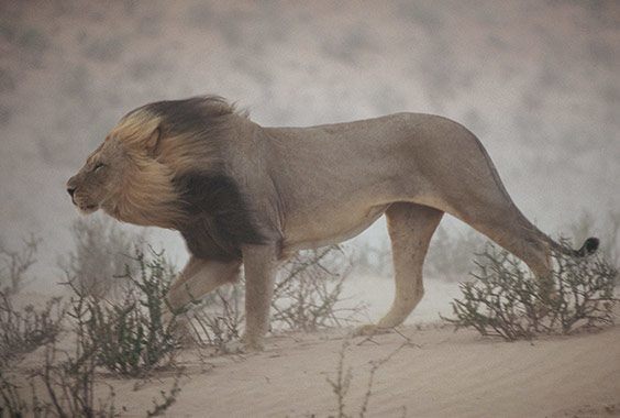 Chris Johns: Looking Beyond 125 Years photo