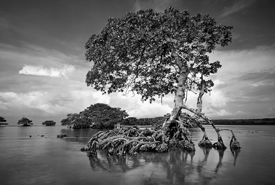 Clyde Butcher: The Everglades in Black and White