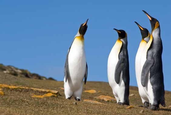 Daisy Gilardini: Polar Wonders: Photographs from the Ends of the Earth