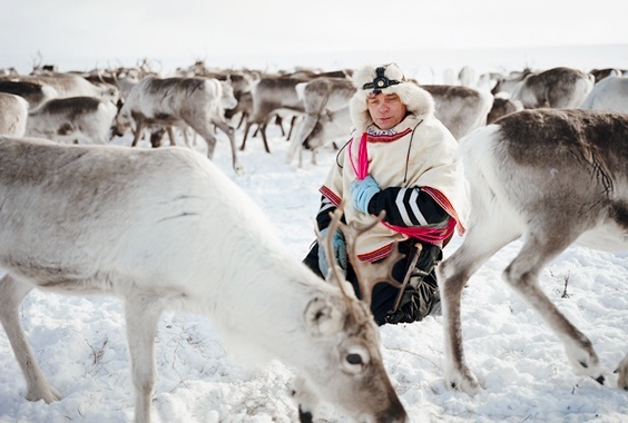 Erika Larsen: The Sami Reindeer Herders