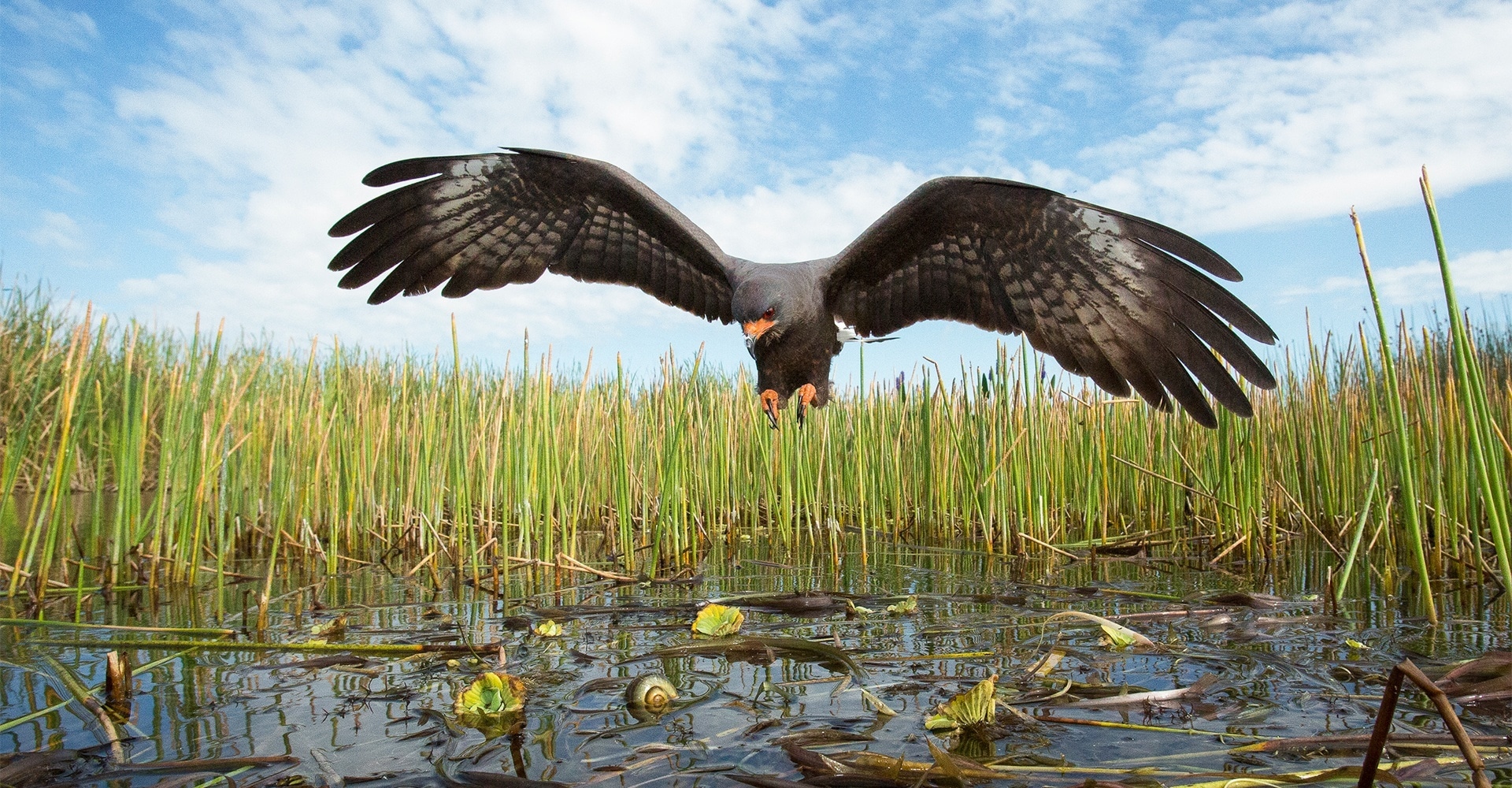 Mac Stone: Everglades