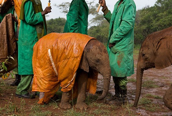 Michael Nichols: Photographing Nature’s Giants