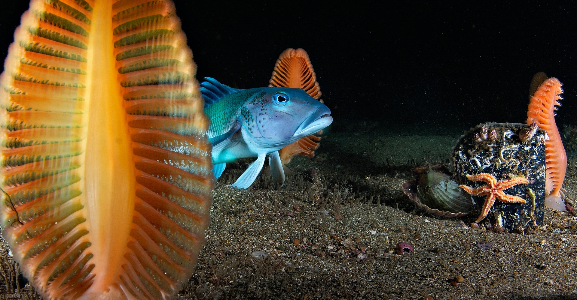 Brian Skerry: Ocean Soul